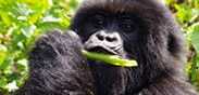 Mountain Gorillas in Bwindi Forest