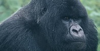 Mountain Gorilla tracking