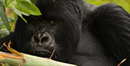 Gorilla Trekking in Bwindi Forest