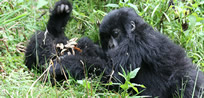 Gorilla Safaris in Bwindi Forest