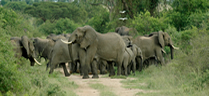 Elephants in Queen Elizabeth