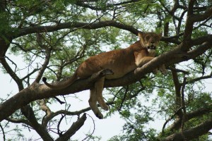 Climbing Lions in Queen Elizabeth Park Uganda