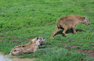 Hyenas - Ngorongoro Crater IMG_5882