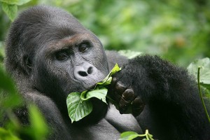 Gorilla photo