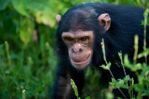 chimpanzee nyungwe