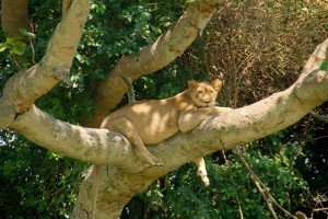 Lion Climber friend in Ishaaha queen Elizabeth