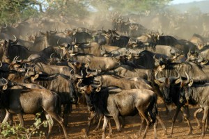 Wildebeest migration