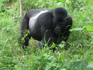 Silverback male Gorilla