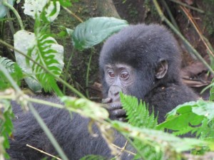 Baby Gorilla