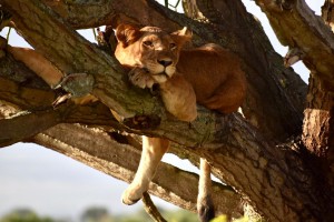 Tree climbing Lions ishasha 6