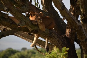 Tree climbing Lions ishasha 3