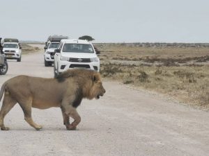 Lion encounter Namibia safari